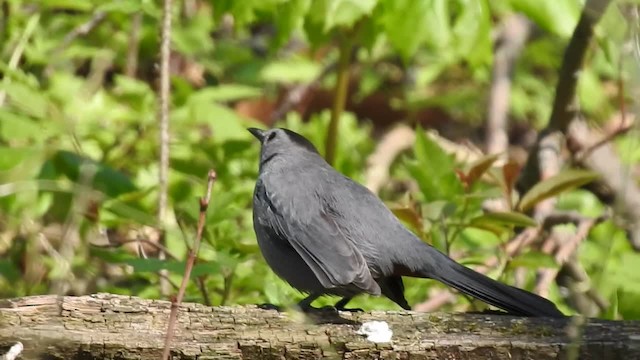 Gray Catbird - ML201222941