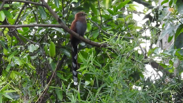 Squirrel Cuckoo (Middle America) - ML201222961