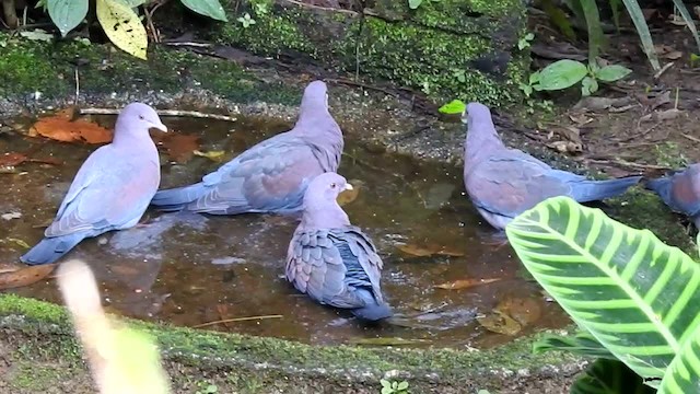 Red-billed Pigeon - ML201222971