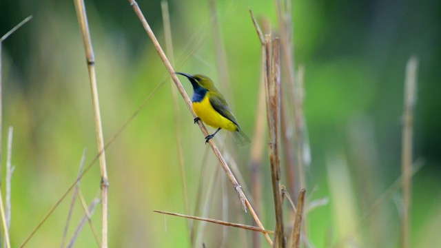 Sahul Sunbird - ML201223001