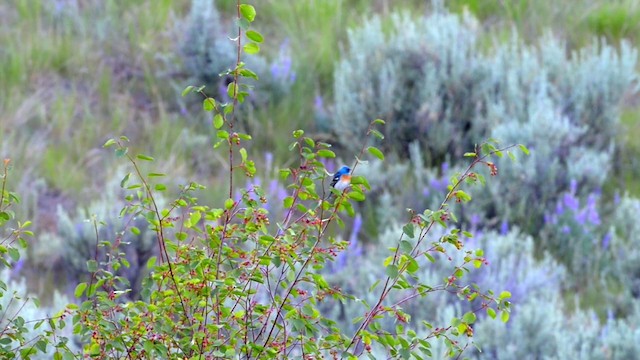 Lazuli Bunting - ML201223031