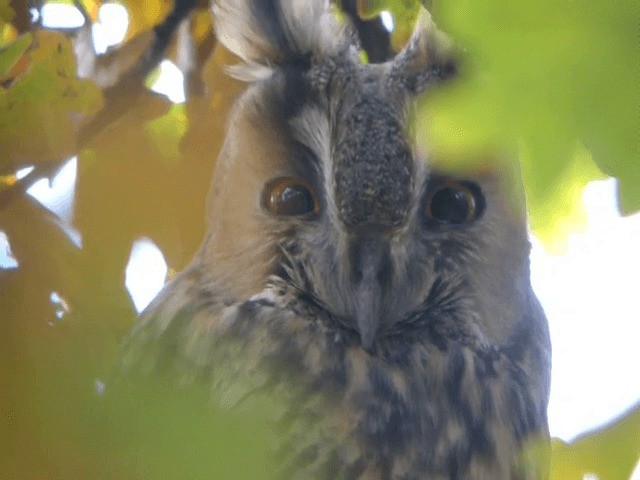 Kulaklı Orman Baykuşu (otus/canariensis) - ML201223281