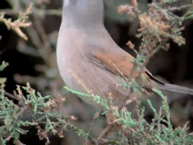 Spectacled Warbler - ML201223371