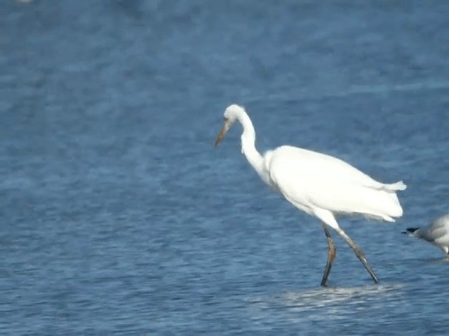 Great Egret (alba) - ML201223411