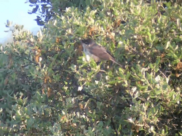 Western Orphean Warbler - ML201223541