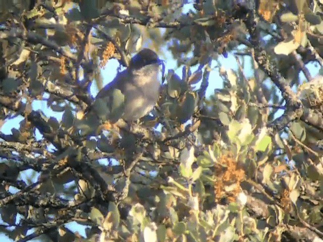 Western Orphean Warbler - ML201223551