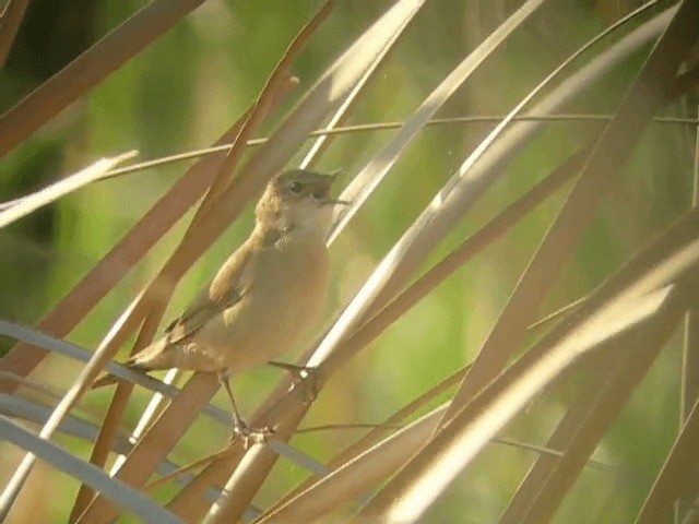 Savi's Warbler - ML201223561