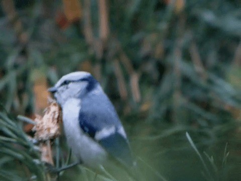 Azure Tit (Azure) - ML201223611