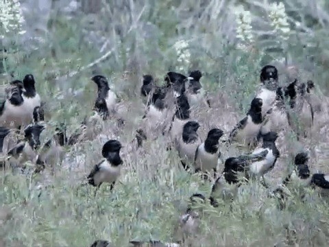 Rosy Starling - ML201223661