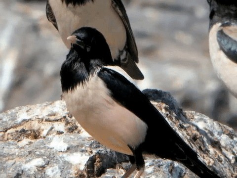 Rosy Starling - ML201223691