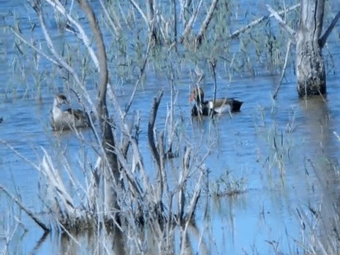 Red-crested Pochard - ML201223711