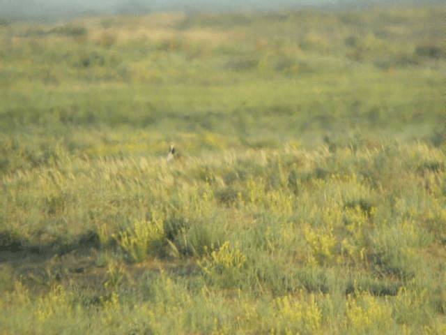 drop obojkový - ML201223881