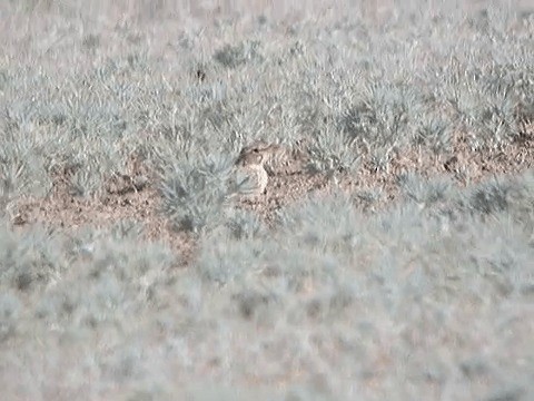 Bimaculated Lark - ML201223901