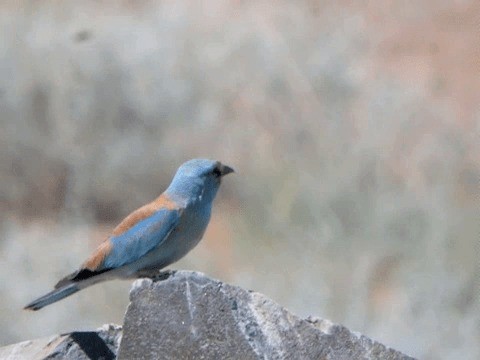 European Roller - ML201223991