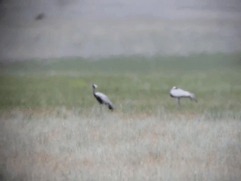 Demoiselle Crane - ML201224051