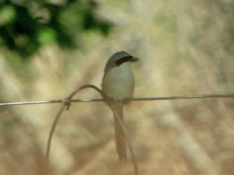 Long-tailed Shrike (erythronotus/caniceps) - ML201224071