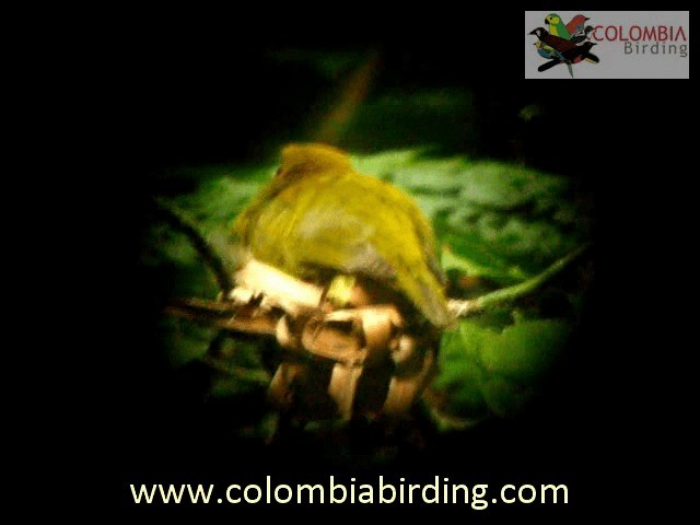 Yellow-headed Manakin - ML201224171