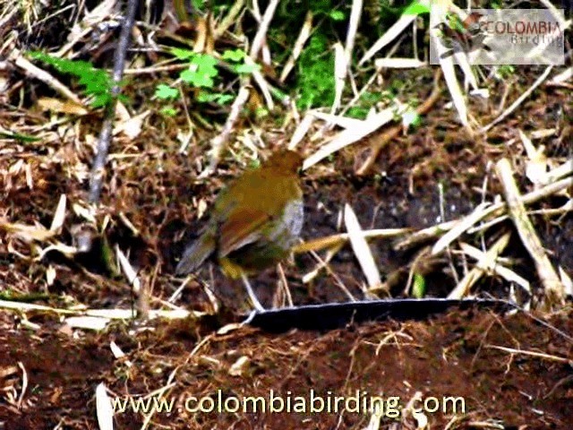 Grallaire d'Urrao - ML201224201