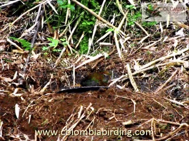 Grallaire d'Urrao - ML201224211