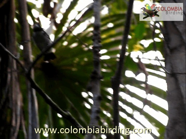 White-naped Seedeater - ML201224261