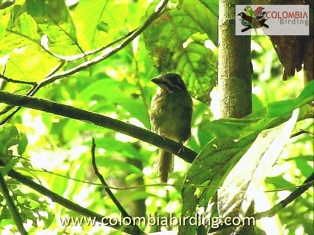 Motmot nain - ML201224341