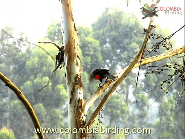 Red-bellied Grackle - ML201224421