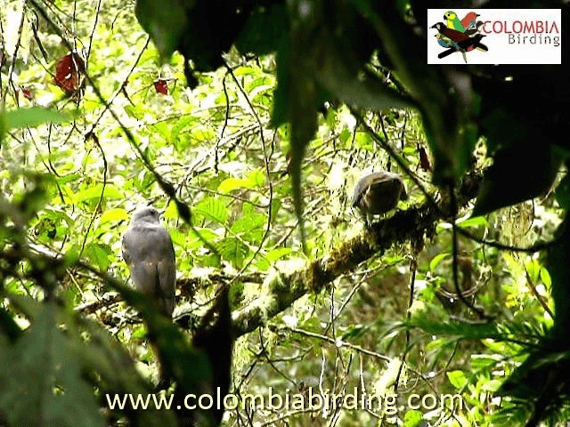 Dusky Piha - ML201224431