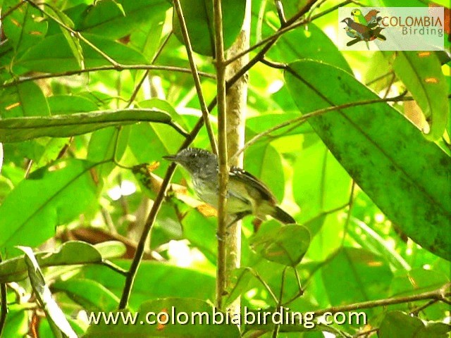 Spot-crowned Antvireo - ML201224441