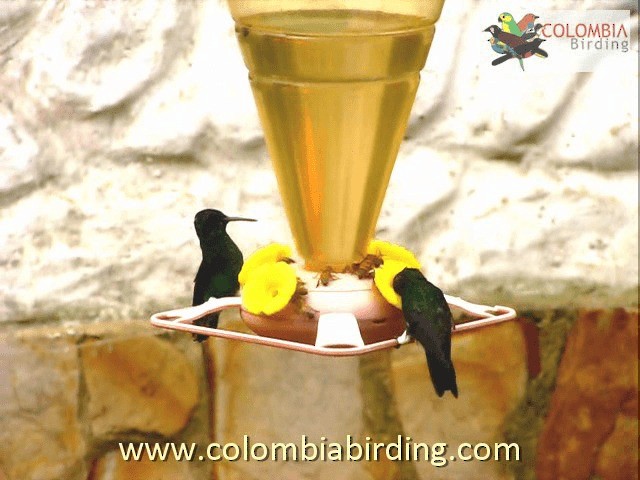 kolibřík indigovohlavý - ML201224461