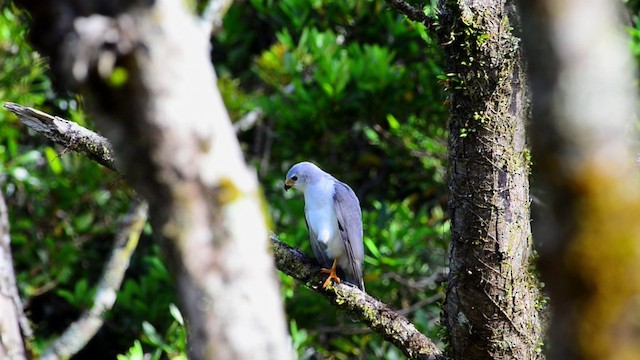 Autour blanc - ML201224481