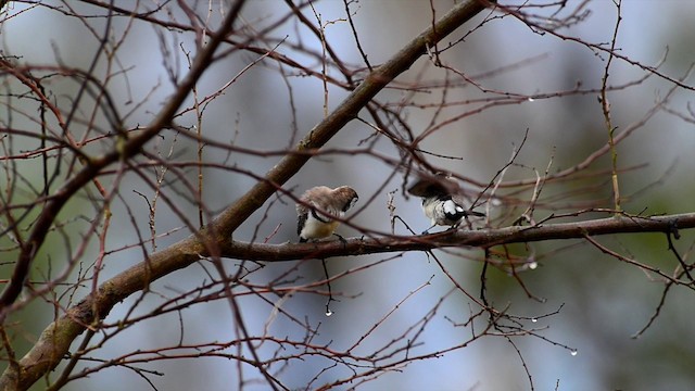 Double-barred Finch - ML201224541