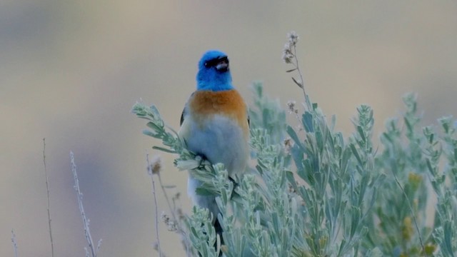 Lazuli Bunting - ML201224551