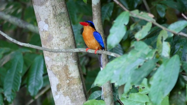 Buff-breasted Paradise-Kingfisher - ML201224561