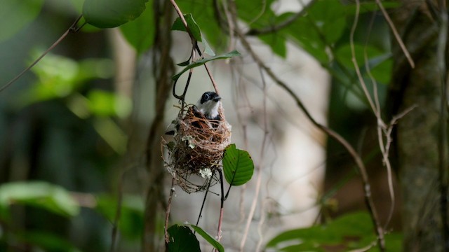 Pied Monarch - ML201224571