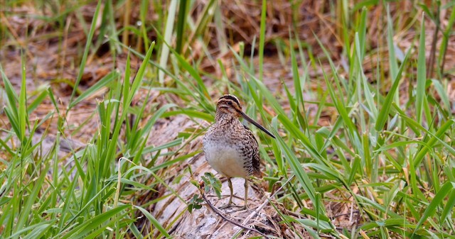 Wilson's Snipe - ML201224591