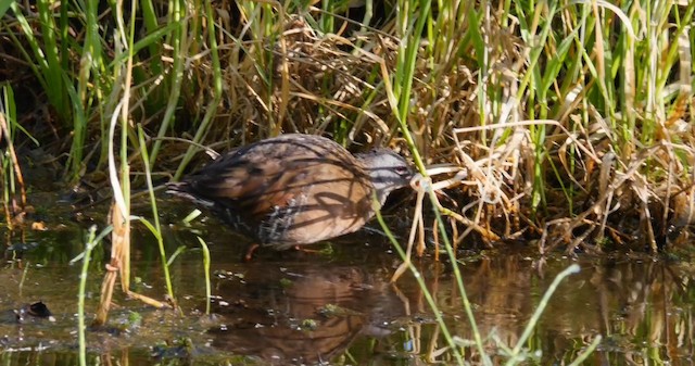 Virginia Rail - ML201224611