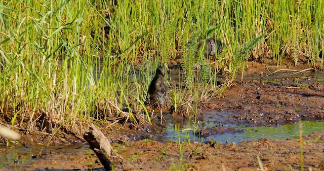 Virginia Rail - ML201224651