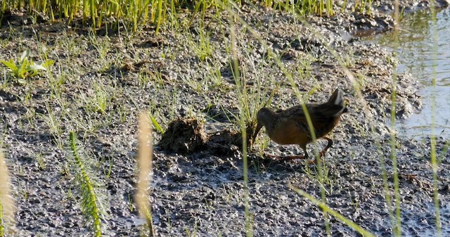 Virginia Rail - ML201224661