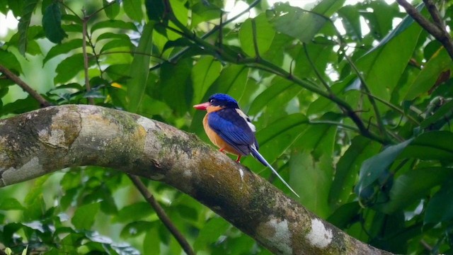 Buff-breasted Paradise-Kingfisher - ML201224691