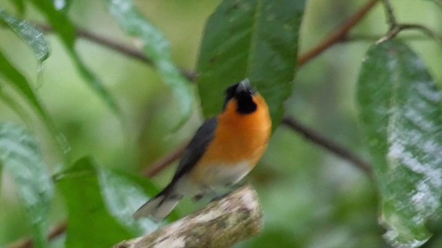 Australian Spectacled Monarch - ML201224701