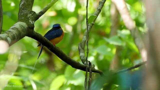 Buff-breasted Paradise-Kingfisher - ML201224741