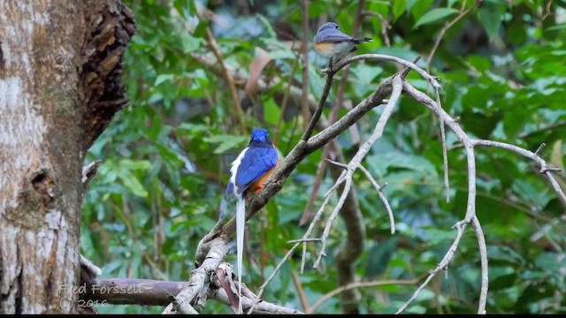 Buff-breasted Paradise-Kingfisher - ML201224751