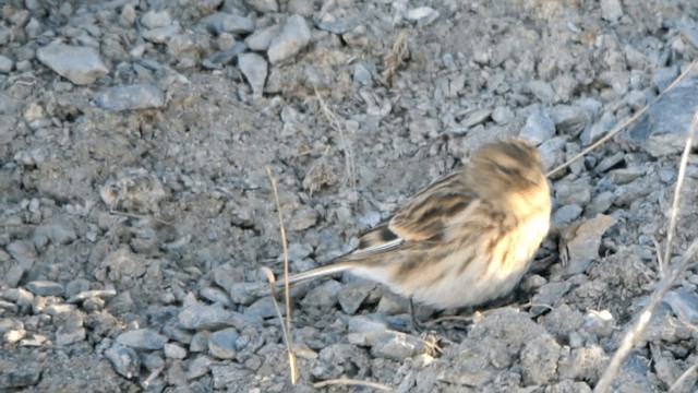 konopka žlutozobá - ML201224821