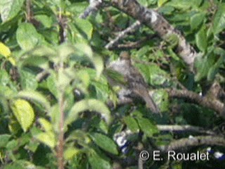 Eurasian Blackcap - ML201224861