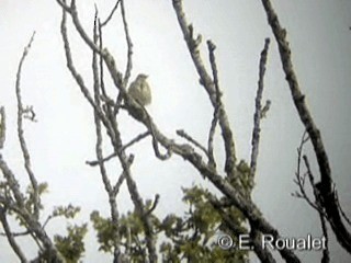 Wood Lark - ML201224961