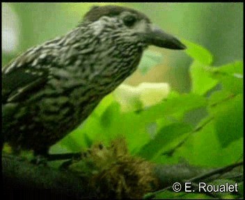 Eurasian Nutcracker (Northern) - ML201225021