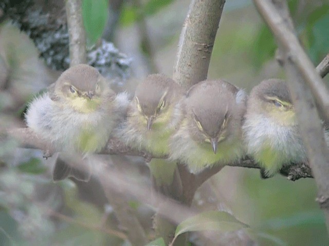 Willow Warbler - ML201225081