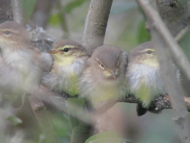 Willow Warbler - ML201225091