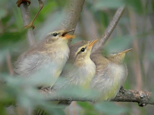 Willow Warbler - ML201225101