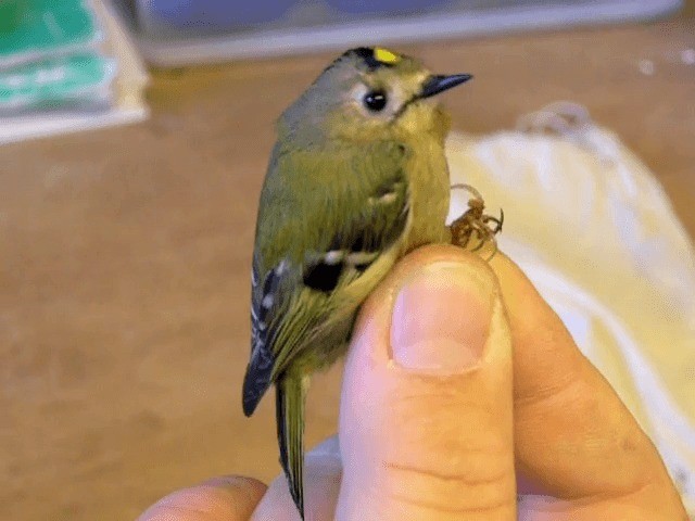 Goldcrest (European) - ML201225111